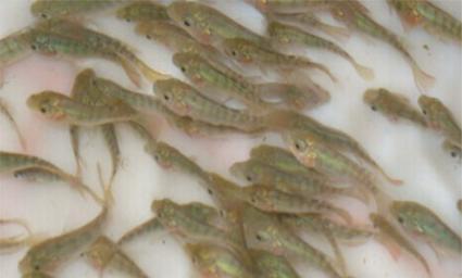 湖南正屹生物科技有限公司,湖南水污染治理公司,生態修復,土壤污染治理 湖南正屹生物科技有限公司,湖南水污染治理公司,生態修復,土壤污染治理