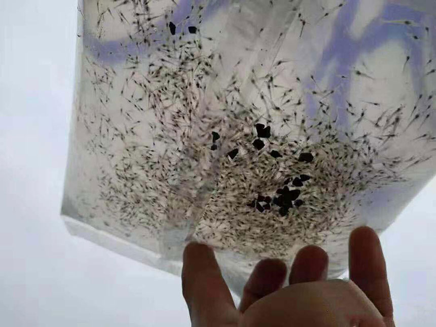 湖南正屹生物科技有限公司,湖南水污染治理公司,生態(tài)修復(fù),土壤污染治理 湖南正屹生物科技有限公司,湖南水污染治理公司,生態(tài)修復(fù),土壤污染治理