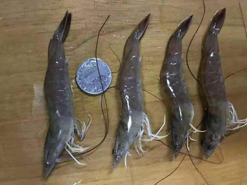 湖南正屹生物科技有限公司,湖南水污染治理公司,生態(tài)修復(fù),土壤污染治理 湖南正屹生物科技有限公司,湖南水污染治理公司,生態(tài)修復(fù),土壤污染治理