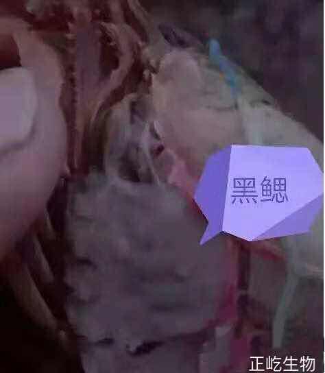 湖南正屹生物科技有限公司,湖南水污染治理公司,生態修復,土壤污染治理 湖南正屹生物科技有限公司,湖南水污染治理公司,生態修復,土壤污染治理