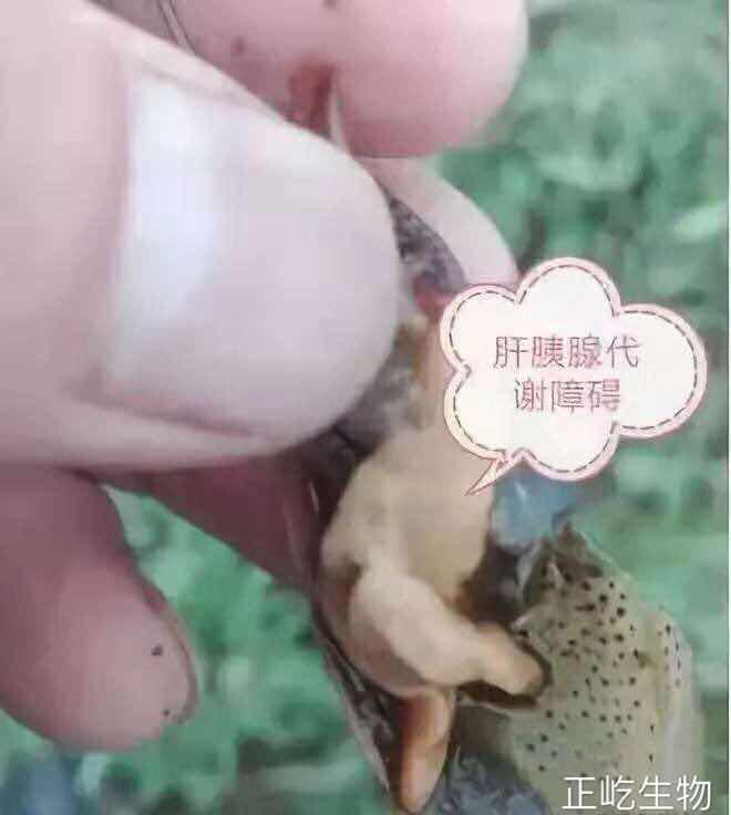 湖南正屹生物科技有限公司,湖南水污染治理公司,生態修復,土壤污染治理 湖南正屹生物科技有限公司,湖南水污染治理公司,生態修復,土壤污染治理