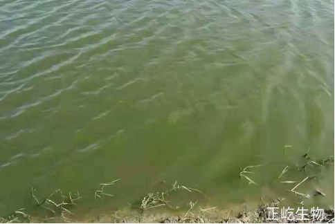 湖南正屹生物科技有限公司,湖南水污染治理公司,生態(tài)修復(fù),土壤污染治理 湖南正屹生物科技有限公司,湖南水污染治理公司,生態(tài)修復(fù),土壤污染治理