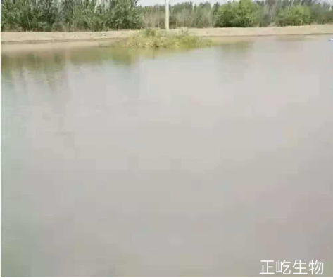 湖南正屹生物科技有限公司,湖南水污染治理公司,生態(tài)修復(fù),土壤污染治理 湖南正屹生物科技有限公司,湖南水污染治理公司,生態(tài)修復(fù),土壤污染治理