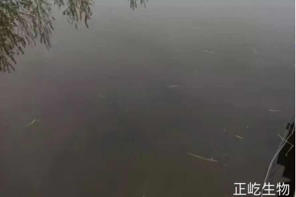 湖南正屹生物科技有限公司,湖南水污染治理公司,生態(tài)修復(fù),土壤污染治理 湖南正屹生物科技有限公司,湖南水污染治理公司,生態(tài)修復(fù),土壤污染治理